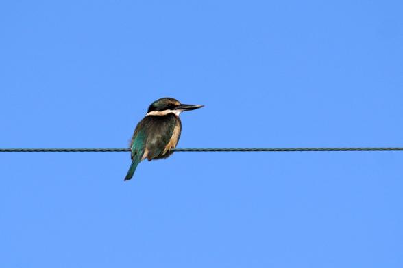 A kotare/sacred kingfisher sitting on a power line. It is intently looking to the right. It has some turquoise wings and a bit of turquoise on top of its head, but is otherwise dark grey, with feathers around its neck that look like a white collar.