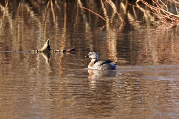 A hoary-headed grebe at Lake Elterwater. It is swimming in the lake and is mostly grey with brown chest. Looks like it has slicked back its hair with gel.