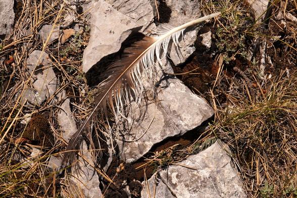 People on iNaturalist tell me that this large feather came from a short-toed snake eagle. The feather is brown and white and on top of a rock, with short brown grasses beside the rock.