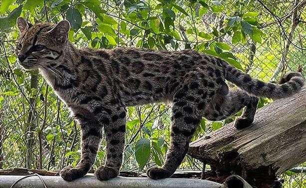 Photo of a Tilcayo tiger cat (newly identified species), standing, full body in profile, looking a bit like a small ocelot: rosette spots, rounded ears, extremely cute.