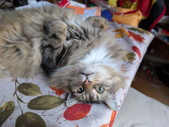 Phasma the long-haired grey tabby cat, laying on her back w/her front paws/legs curled, sea-otter style.