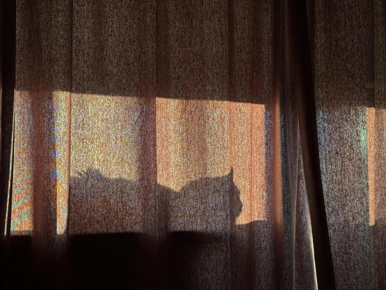 silhouette of a cat sitting on a windowsill through curtains