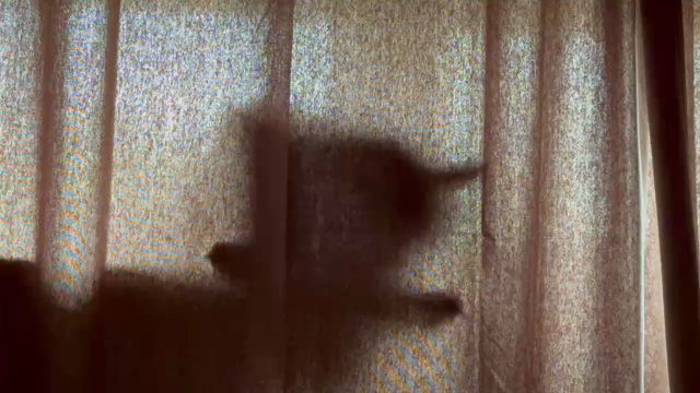 a silhouette of a cat licking itself on curtains