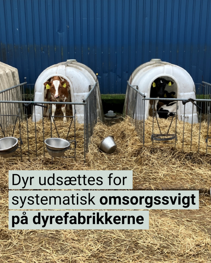 Dyr udsættes for systematisk omsorgssvigt på dyrefabrikkerne
