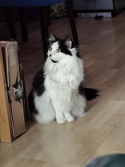 Selina, the black and white floofy kitty, is sitting very properly with her adorable feets posed right in front of her. She's looking off to the side curiously.
