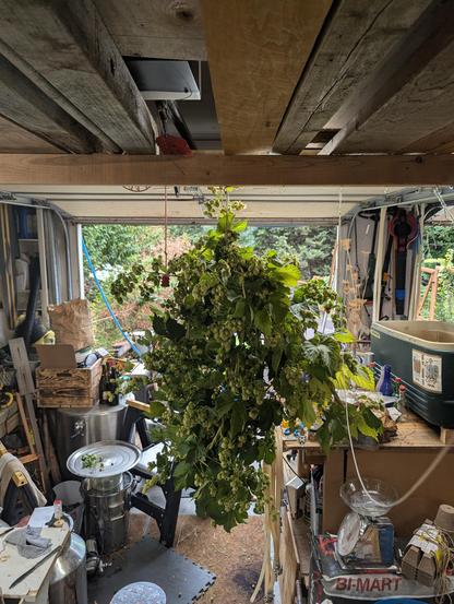 Flowering hop bines hang in a large loop from the ceiling in my garage. It's about 3 feet by 2 feet in size. I'm probably going to have to cut it up to fit it in
