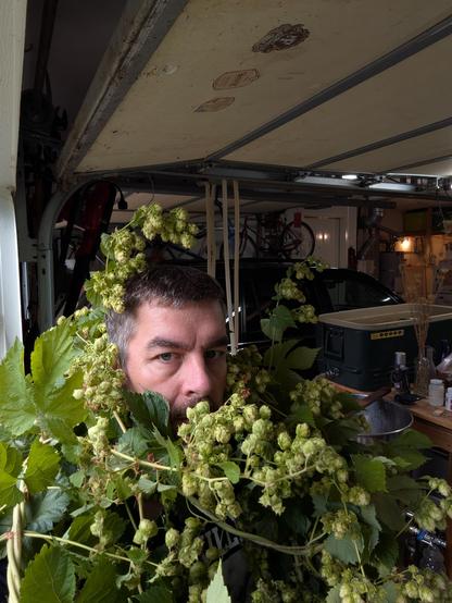 A dumb ass (me) with a couple of flowering hop bines around my neck with my brewing equipment in the background