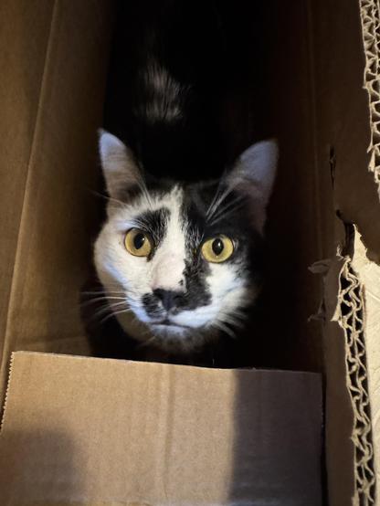 Box cat looks up at you.