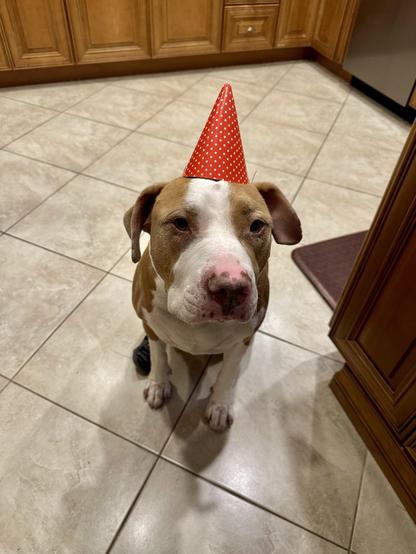 A brown and white pit bull-type dog sitting on a tiled kitchen floor, wearing a small red party hat with white polka dots.