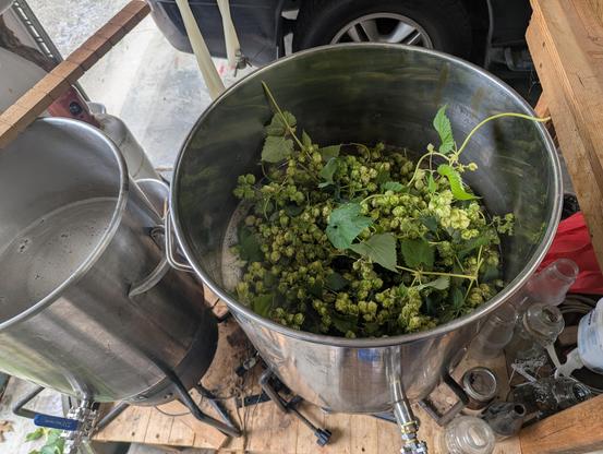 Fresh harvested hop cones, branches and leaves all yeeted into the kettle