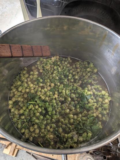 The hop branches in the kettle after I stirred them all into the wort