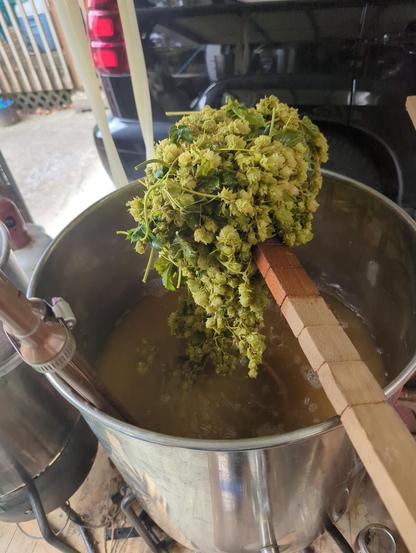 A pile of cooked hops that I've pulled out of the kettle with my stirring stick