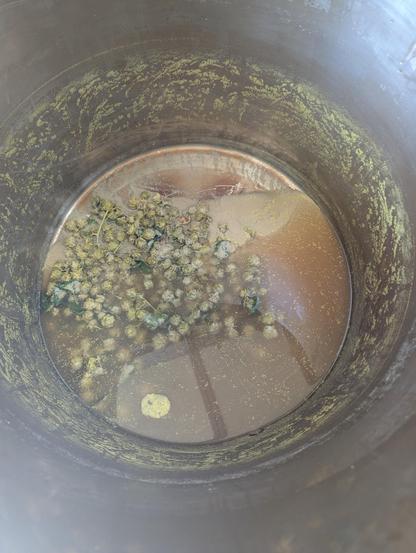 The aftermath, hop branches at the bottom of the kettle as it's almost fully drained of wort. It drained super slow as a few cones made their way into the valve...