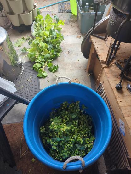 All of the flowering branches in a keg bucket and the big leafy bines laying on the floor next to it