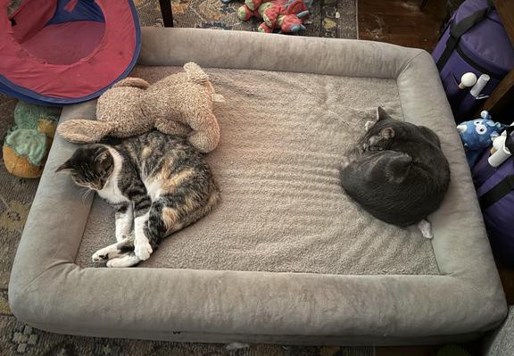 Two small cats curled up on a giant gray dog bed on the floor. There are dog toys all around and a nylon cat cube leaning on the corner of the dog bed.