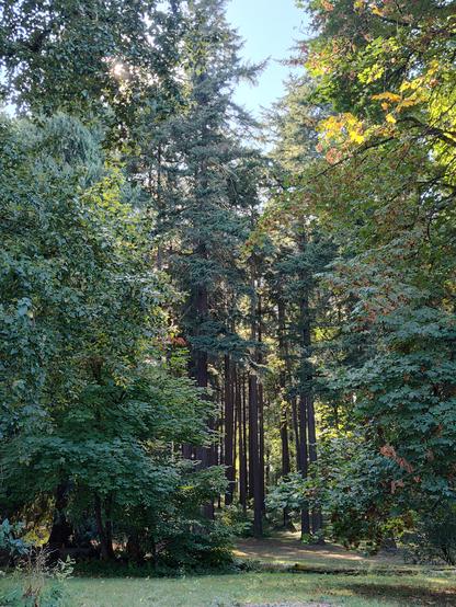 A park with tall redwoods in the background and pines in the foreground. You can see a bit of blue sky at the top.