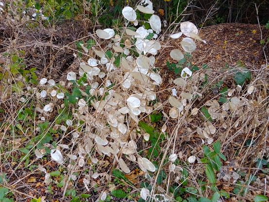 The translucent circular disc-shaped seed pods of an honesty plant growing in a hedgerow.