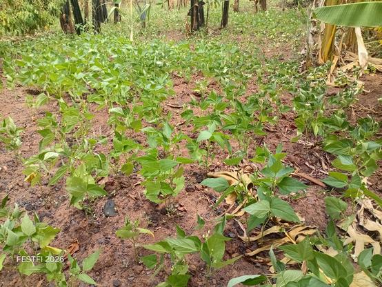 The bean plants that kept standing through a devastating drought.