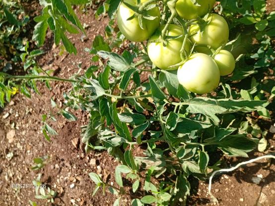 A tomato plant that stayed up during the dry season with tomato fruits on it .