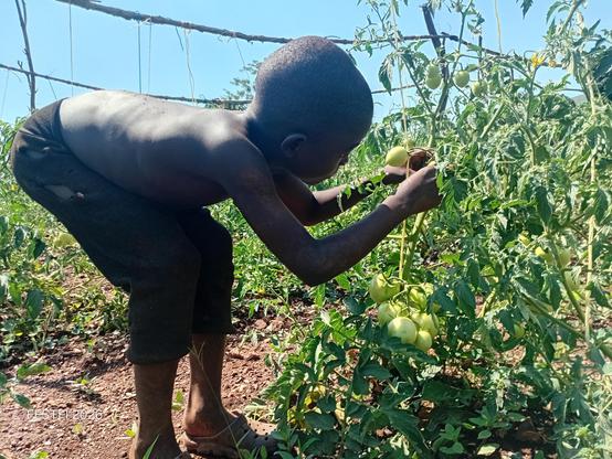 A boy child trained under Fill the Empty Stomachs Farming Initiative support a tomato plant with a thread to keep it standing.