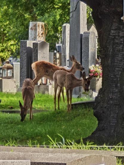 Zwischen Grabsteinen äsen drei junge Rehe.