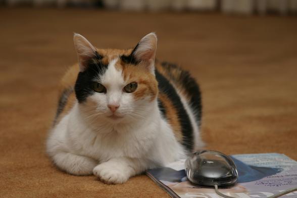 A calico cat rests on the carpeted floor next to a magazine and a very old computer mouse.