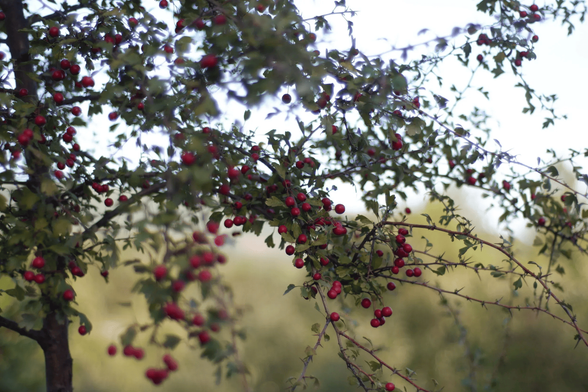 Branches of a thorny shrub with many small red berries and green leaves fill the frame, with a softly blurred outdoor background and bright sky.