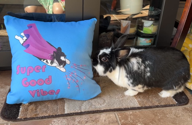 Bunny stands and sniffs a gorgeous pillow with artwork featuring Sitara wearing a cape, paws out, with the words Super Good Vibes