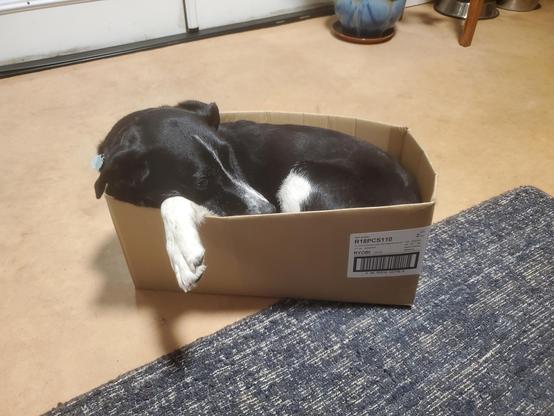Border collie cross curled into a cardboard box barely big enough. To be fair it was encouraged and did not do this unbidden.