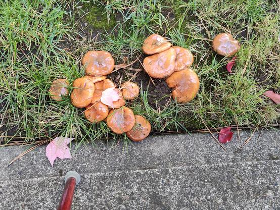 A large pile of about 13 mushrooms that are orangish brown and slimy, nestled in the grass. You can see the tip of my cane for scale.