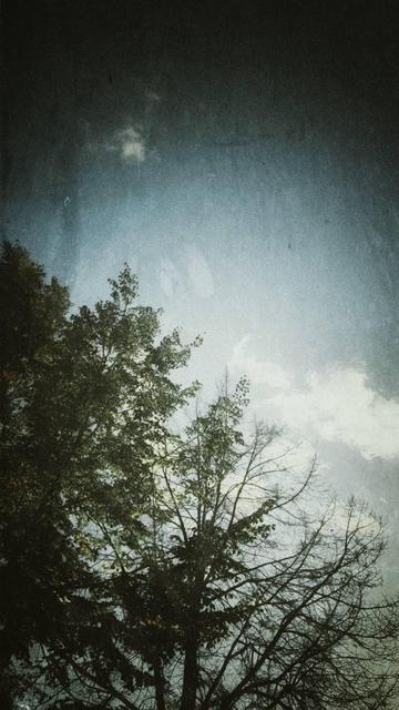 Afternoon sky above trees. Old film effect.