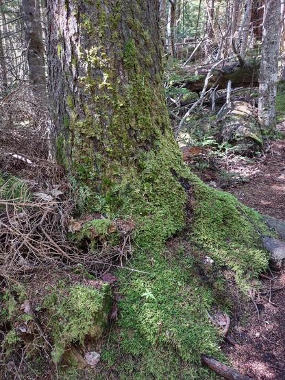 The bottom of a tree trunk carpeted in dark green mosses in a forest, looking like it has big green boots on. There are some white speckles here and there.