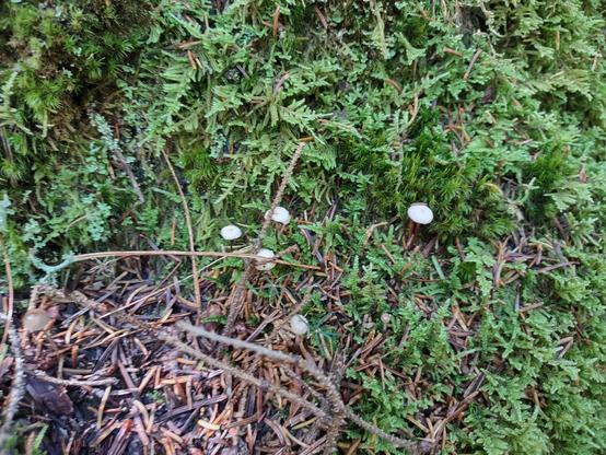 Teensy tiny white-capped mushrooms growing in a fern-like moss.