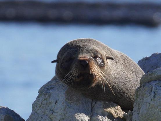 A fur seal with half-closed eyes and prominent ears (pinnipeds) on some rocks.