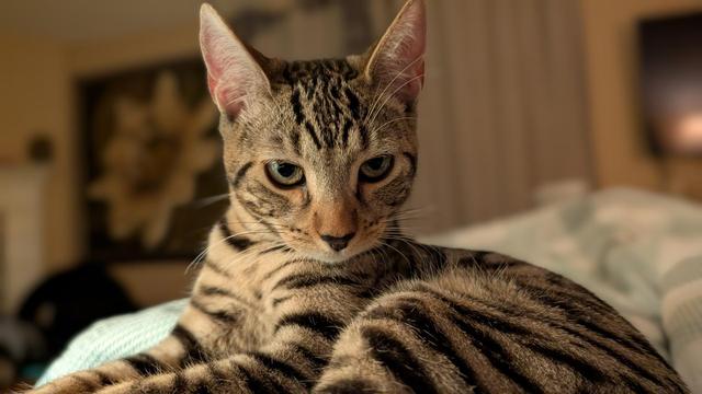Tabby mix cat looking at camera with head angled slightly down and looking very serious. The background is blurred with a flower picture visible. Cat is surrounded by a white and green blanket.