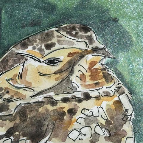 What's he thinking about? Spotted tawny borb giving us the stink eye.