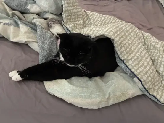 nia flopped on bed half-wrapped in a duvet. her front legs are stretched out