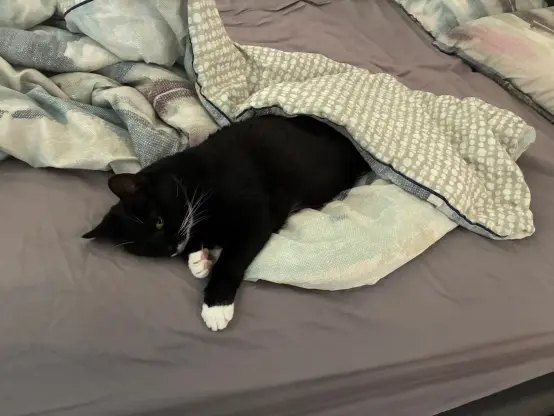 same as before except now she's flopped down even more. she would look like shes sleeping if it wasnt for 1 eye staring intensely at me