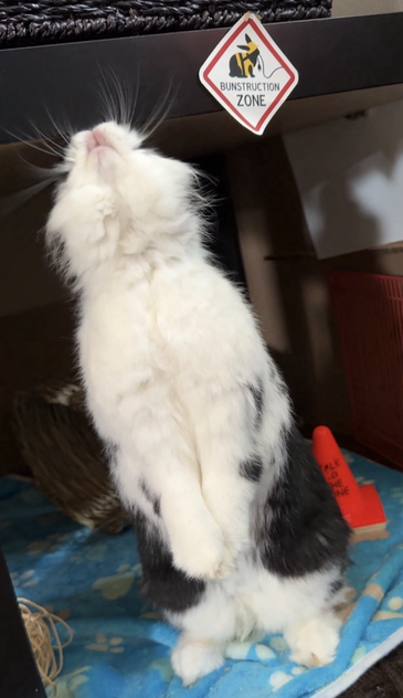 A lionhead rabbit rests on her thumpers with front legs off the ground and hanging down. Her nose is stretching upward and whiskers catch the light.