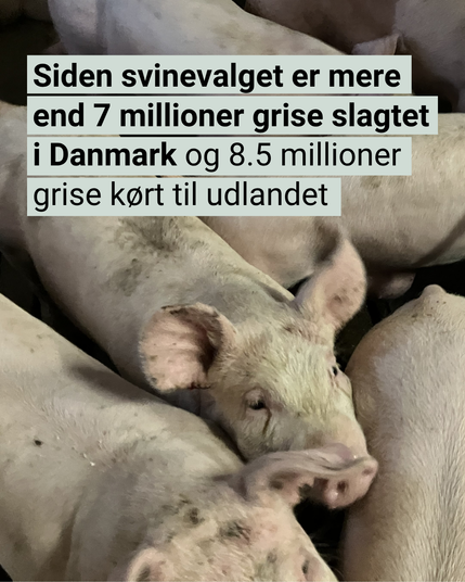 Grise på en svinefabrik