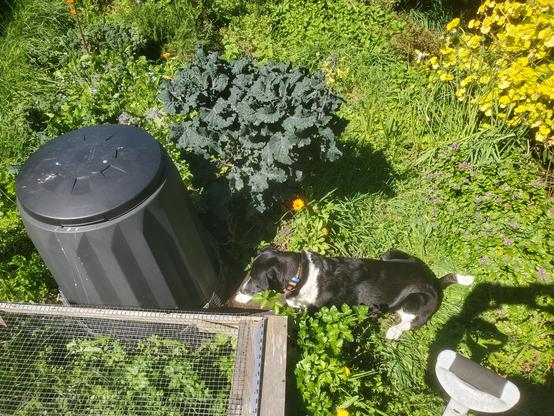 Dog crouched attentively at compost bin, absolutely certain that a rat will run out. Any minute.... 
Surrounds are a green and grassy veggie garden