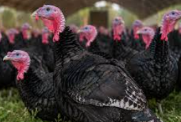 live turkeys but not for long