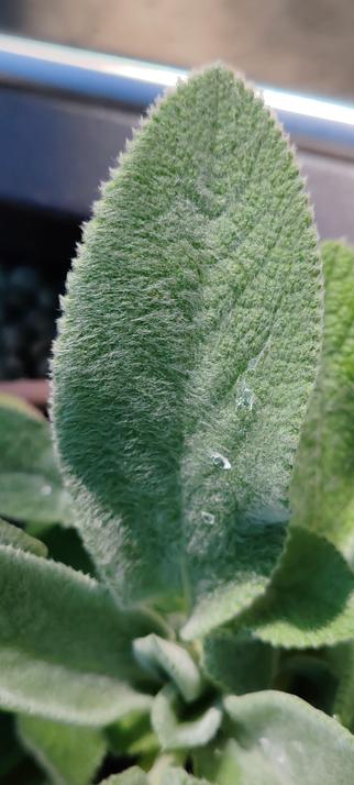 Ein Blatt mit einer samtig-haarigen Oberfläche und Resten von Wassertropfen.
