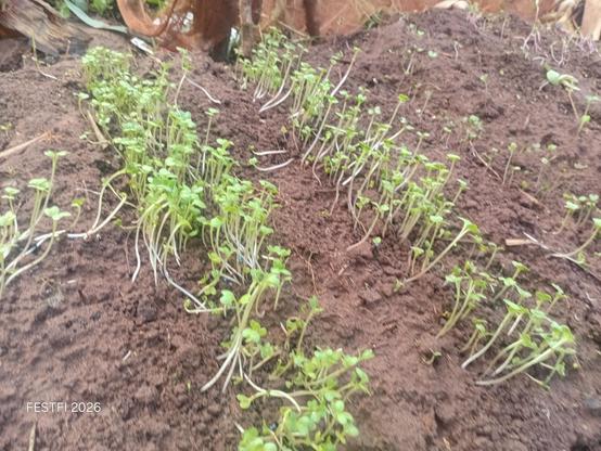 Gloria cabbage seedlings seven days into the nursery bed.