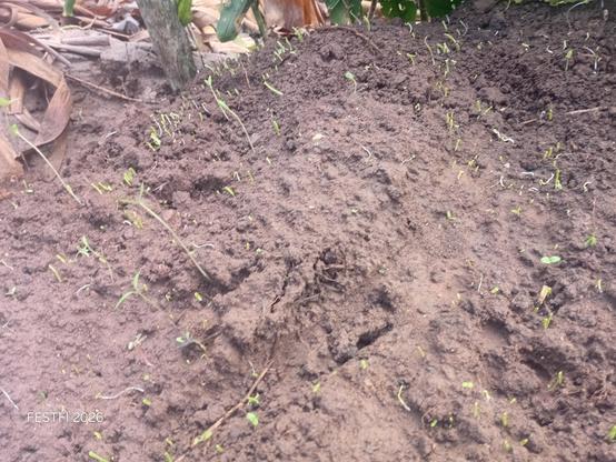 Onion seedlings seven days into  the nursery bed.