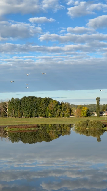 View over a small wetland where the sun and clouds are reflecting in the water, five young whooper swans are passing while calling in their trumpet-like way.