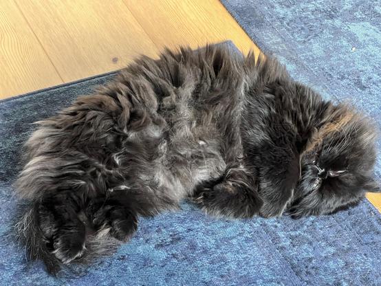 A fluffy black cat is curled up and resting on a blue rug with wooden flooring visible nearby.