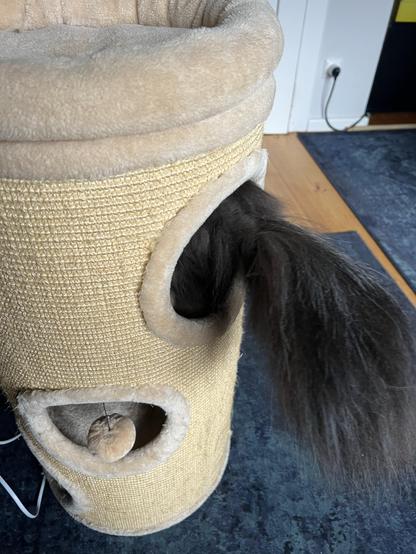 A beige cat tree with multiple openings, featuring a furry black tail emerging from one of the openings. A small dangling toy is visible nearby.
