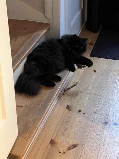 A fluffy black cat is lying on wooden stairs, near a door. The cat appears relaxed, with its front paws stretched out and tail curled beside it.