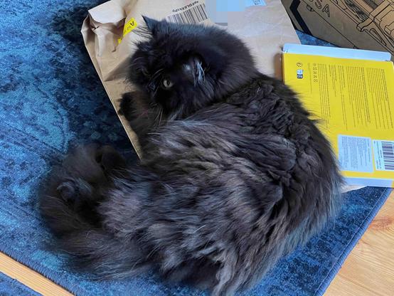 A fluffy black cat is lying on a brown paper bag, surrounded by books and a blue rug. The cat's fur is long and soft, and its yellow eyes are partially visible.